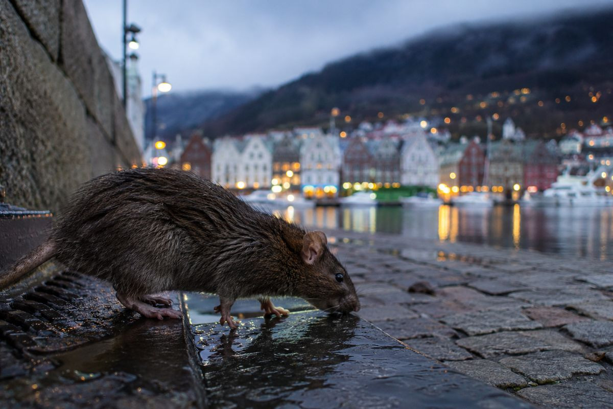 Rotte krisen i Bergen: Bruker kommunen resursene riktig?