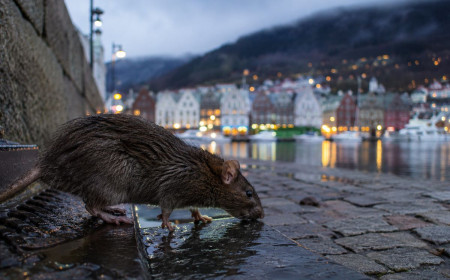 Rotte krisen i Bergen: Bruker kommunen resursene riktig?